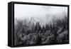 Misty Forests of Evergreen Coniferous Trees in an Ethereal Landscape with Low Laying Mist or Cloud-PlusONE-Framed Stretched Canvas