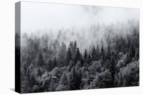 Misty Forests of Evergreen Coniferous Trees in an Ethereal Landscape with Low Laying Mist or Cloud-PlusONE-Stretched Canvas