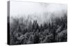 Misty Forests of Evergreen Coniferous Trees in an Ethereal Landscape with Low Laying Mist or Cloud-PlusONE-Stretched Canvas