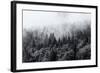 Misty Forests of Evergreen Coniferous Trees in an Ethereal Landscape with Low Laying Mist or Cloud-PlusONE-Framed Photographic Print