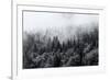 Misty Forests of Evergreen Coniferous Trees in an Ethereal Landscape with Low Laying Mist or Cloud-PlusONE-Framed Photographic Print