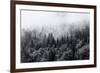 Misty Forests of Evergreen Coniferous Trees in an Ethereal Landscape with Low Laying Mist or Cloud-PlusONE-Framed Photographic Print