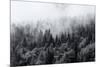 Misty Forests of Evergreen Coniferous Trees in an Ethereal Landscape with Low Laying Mist or Cloud-PlusONE-Mounted Photographic Print