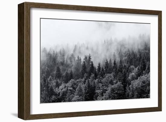 Misty Forests of Evergreen Coniferous Trees in an Ethereal Landscape with Low Laying Mist or Cloud-PlusONE-Framed Photographic Print