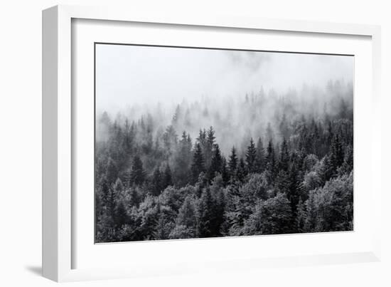 Misty Forests of Evergreen Coniferous Trees in an Ethereal Landscape with Low Laying Mist or Cloud-PlusONE-Framed Photographic Print