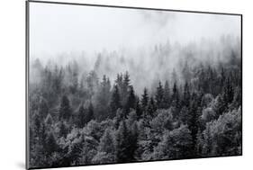 Misty Forests of Evergreen Coniferous Trees in an Ethereal Landscape with Low Laying Mist or Cloud-PlusONE-Mounted Photographic Print