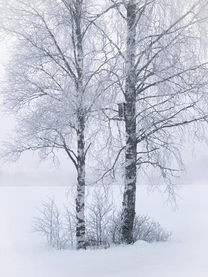 Photo, , large