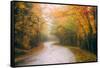 Misty Maine Road in Autumn, Bar Harbor, Acadia National Park-Vincent James-Framed Stretched Canvas