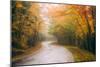 Misty Maine Road in Autumn, Bar Harbor, Acadia National Park-Vincent James-Mounted Photographic Print