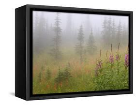 Misty Meadow Scenic, Revelstoke National Park, British Columbia, Canada-Don Paulson-Framed Stretched Canvas