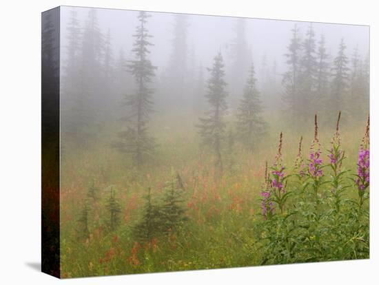 Misty Meadow Scenic, Revelstoke National Park, British Columbia, Canada-Don Paulson-Stretched Canvas