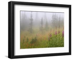 Misty Meadow Scenic, Revelstoke National Park, British Columbia, Canada-Don Paulson-Framed Photographic Print