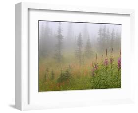 Misty Meadow Scenic, Revelstoke National Park, British Columbia, Canada-Don Paulson-Framed Photographic Print