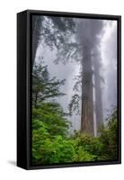 Misty Milky Redwood Tree, California Coast-Vincent James-Framed Stretched Canvas