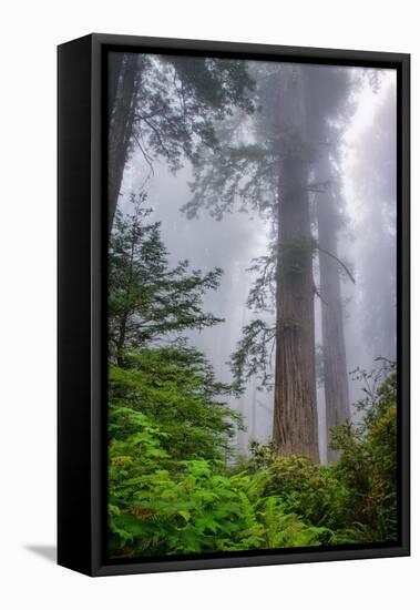 Misty Milky Redwood Tree, California Coast-Vincent James-Framed Stretched Canvas