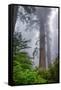 Misty Milky Redwood Tree, California Coast-Vincent James-Framed Stretched Canvas