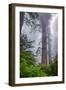 Misty Milky Redwood Tree, California Coast-Vincent James-Framed Premium Photographic Print