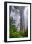 Misty Milky Redwood Tree, California Coast-Vincent James-Framed Premium Photographic Print