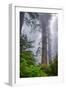 Misty Milky Redwood Tree, California Coast-Vincent James-Framed Premium Photographic Print