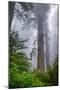 Misty Milky Redwood Tree, California Coast-Vincent James-Mounted Premium Photographic Print