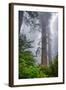 Misty Milky Redwood Tree, California Coast-Vincent James-Framed Premium Photographic Print