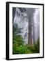 Misty Milky Redwood Tree, California Coast-Vincent James-Framed Premium Photographic Print