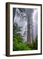 Misty Milky Redwood Tree, California Coast-Vincent James-Framed Photographic Print