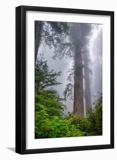 Misty Milky Redwood Tree, California Coast-Vincent James-Framed Photographic Print