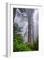 Misty Milky Redwood Tree, California Coast-Vincent James-Framed Photographic Print