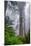 Misty Milky Redwood Tree, California Coast-Vincent James-Mounted Photographic Print