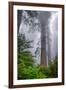 Misty Milky Redwood Tree, California Coast-Vincent James-Framed Photographic Print