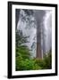 Misty Milky Redwood Tree, California Coast-Vincent James-Framed Photographic Print