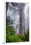 Misty Milky Redwood Tree, California Coast-Vincent James-Framed Photographic Print