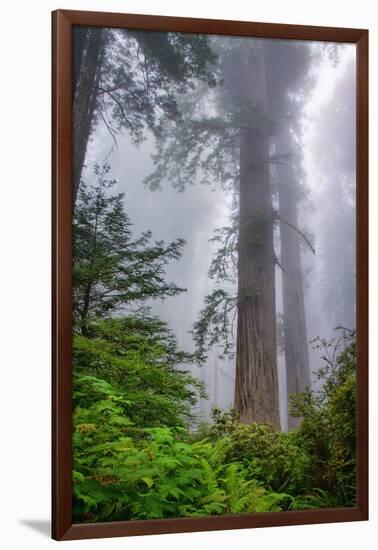 Misty Milky Redwood Tree, California Coast-Vincent James-Framed Photographic Print