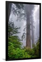 Misty Milky Redwood Tree, California Coast-Vincent James-Framed Photographic Print