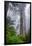 Misty Milky Redwood Tree, California Coast-Vincent James-Framed Photographic Print