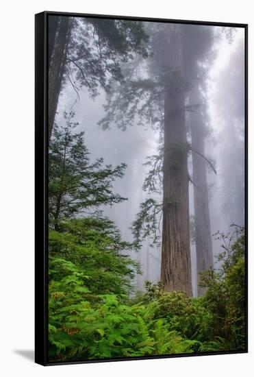 Misty Milky Redwood Tree, California Coast-Vincent James-Framed Stretched Canvas