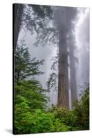 Misty Milky Redwood Tree, California Coast-Vincent James-Stretched Canvas