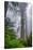 Misty Milky Redwood Tree, California Coast-Vincent James-Stretched Canvas