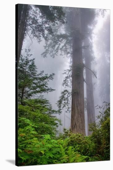 Misty Milky Redwood Tree, California Coast-Vincent James-Stretched Canvas