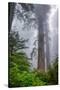 Misty Milky Redwood Tree, California Coast-Vincent James-Stretched Canvas