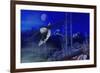 Misty Moonlight-Gordon Semmens-Framed Giclee Print