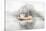 Misty Mooring-Andreas Stridsberg-Stretched Canvas