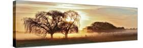 Misty Morning 2-Wayne Bradbury-Stretched Canvas