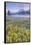 Misty Morning at Mount Hood Flower Field, Oregon-Vincent James-Framed Stretched Canvas