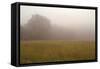 Misty Morning I-Studio 2-Framed Stretched Canvas