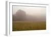 Misty Morning I-Studio 2-Framed Photographic Print