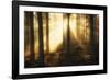 Misty Morning II-Andreas Stridsberg-Framed Giclee Print