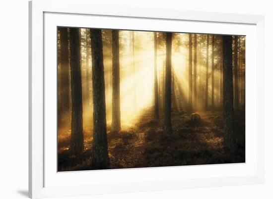 Misty Morning II-Andreas Stridsberg-Framed Giclee Print