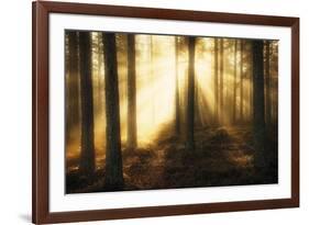 Misty Morning II-Andreas Stridsberg-Framed Giclee Print